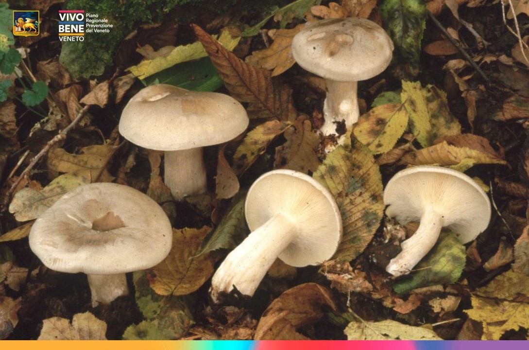 Immagine di funghi nel terreno boscoso, con logo di Vivo Bene Veneto